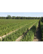 Framboisiers et framboises - Variétés