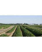 Blackberry plants and Blackberries - Varieties