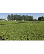 Haskaps plants - Varieties