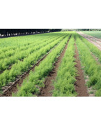 Asparagus plants - Varieties