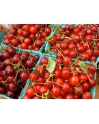 Cerisiers et cerises - Variétés