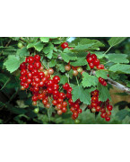 Redcurrants plants - Varieties