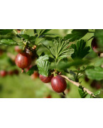 Gooseberry plants and gooseberries - Varieties